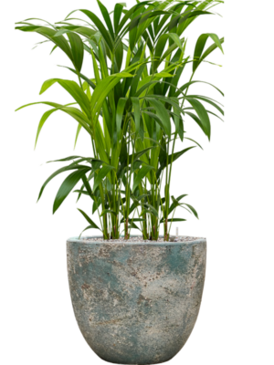 Kentia (Howea) forsteriana en Baq Sandora