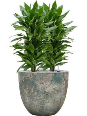 tDracaena fragrans 'Janet Lind' en Baq Sandora