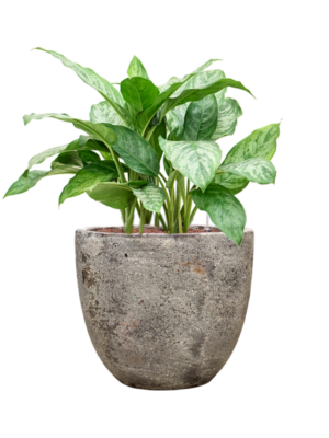 Aglaonema 'Chantal' en Baq Sandora