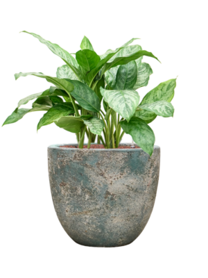 Aglaonema 'Chantal' en Baq Sandora