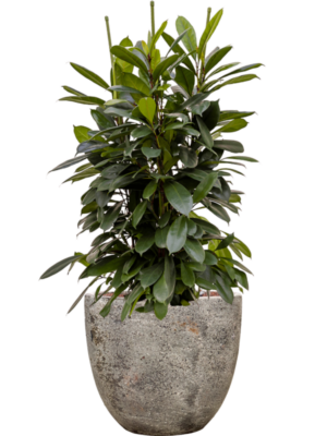 Ficus cyathistipula en Baq Sandora