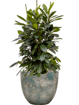 Ficus cyathistipula en Baq Sandora