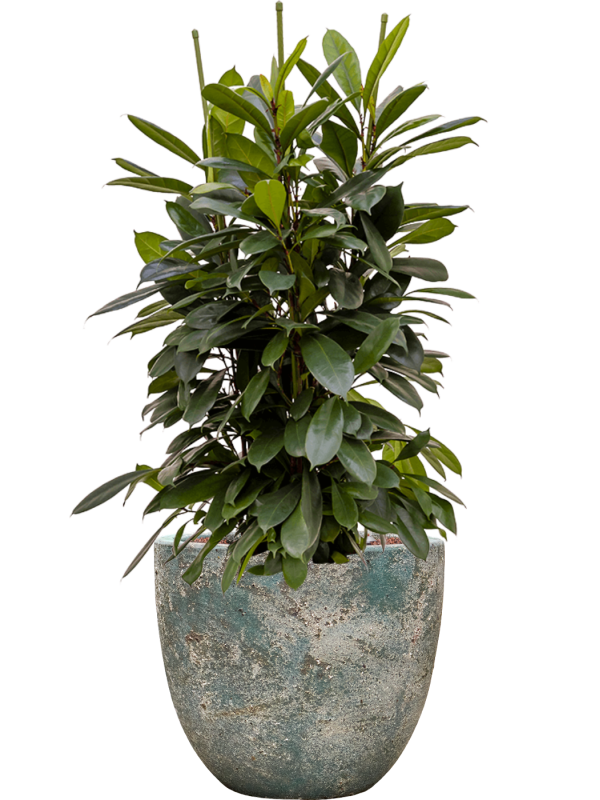 Ficus cyathistipula en Baq Sandora