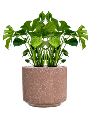 Monstera deliciosa en Baq Terrazzo