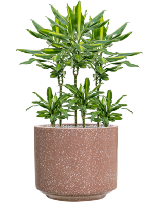 Dracaena fragrans 'Cintho'' en Baq Terrazzo