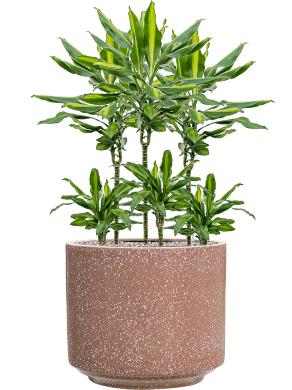 Dracaena fragrans 'Cintho'' en Baq Terrazzo