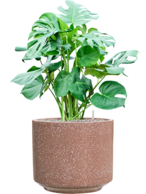 Monstera deliciosa en Baq Terrazzo
