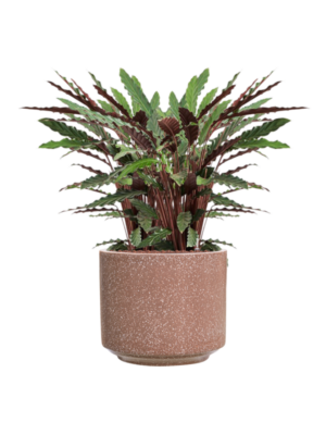 Calathea rufibarba 'Wavestar' en Baq Terrazzo