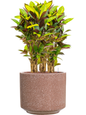 Croton (Codiaeum) variegatum 'Mrs. Iceton' en Baq Terrazzo