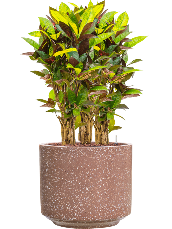 Croton (Codiaeum) variegatum 'Mrs. Iceton' en Baq Terrazzo