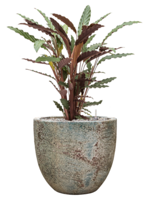 Calathea rufibarba 'Wavestar' en Baq Sandora