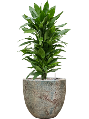 tDracaena fragrans 'Janet Lind' en Baq Sandora