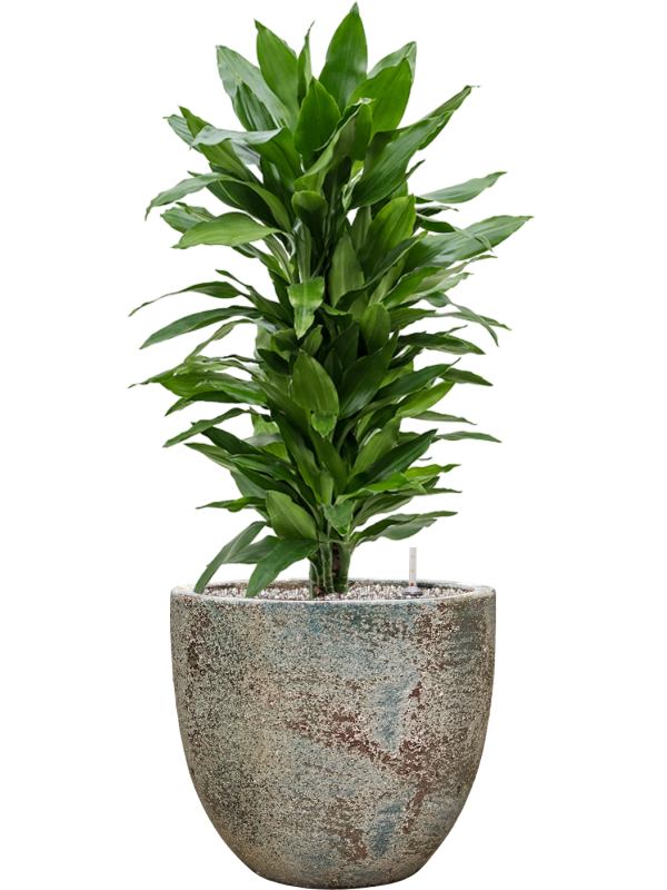 tDracaena fragrans 'Janet Lind' en Baq Sandora