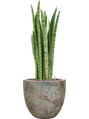 Sansevieria zeylanica 'Narrow' en Baq Sandora
