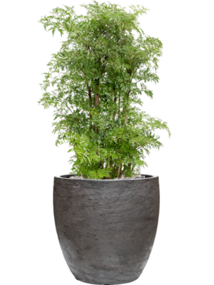 Aralia (Polyscias) 'Ming' en Baq Algar