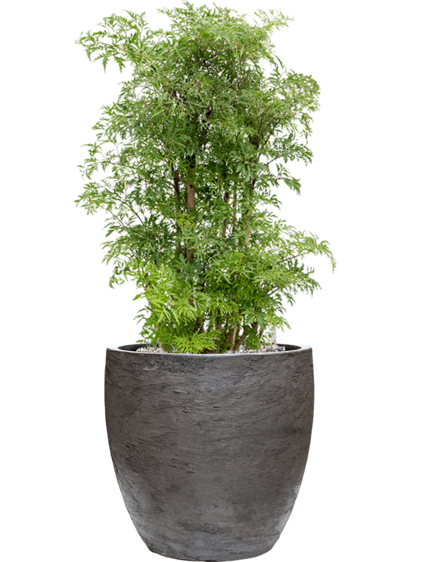 Aralia (Polyscias) 'Ming' en Baq Algar