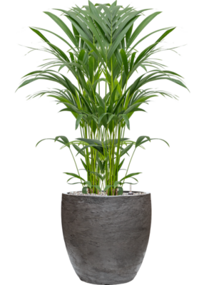 Kentia (Howea) forsteriana en Baq Algar