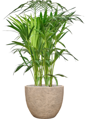 Kentia (Howea) forsteriana en Coast Mountains