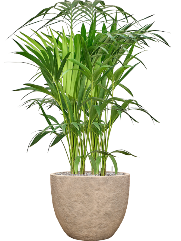 Kentia (Howea) forsteriana en Coast Mountains, Private label