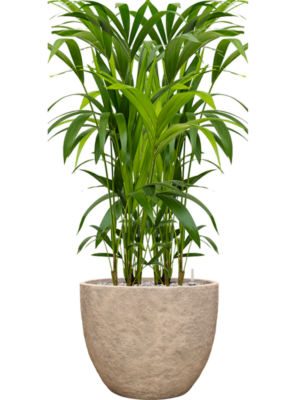 Kentia (Howea) forsteriana en Coast Mountains