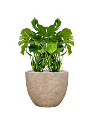 Monstera deliciosa en Coast Mountains