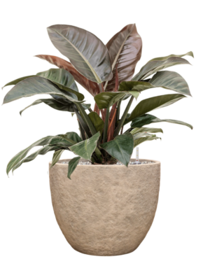 Philodendron 'Imperial Red' en Coast Mountains