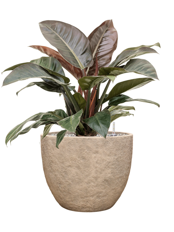 Philodendron 'Imperial Red' en Coast Mountains, Private label