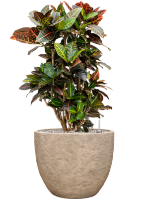 Croton (Codiaeum) variegatum 'Petra' en Coast Mountains