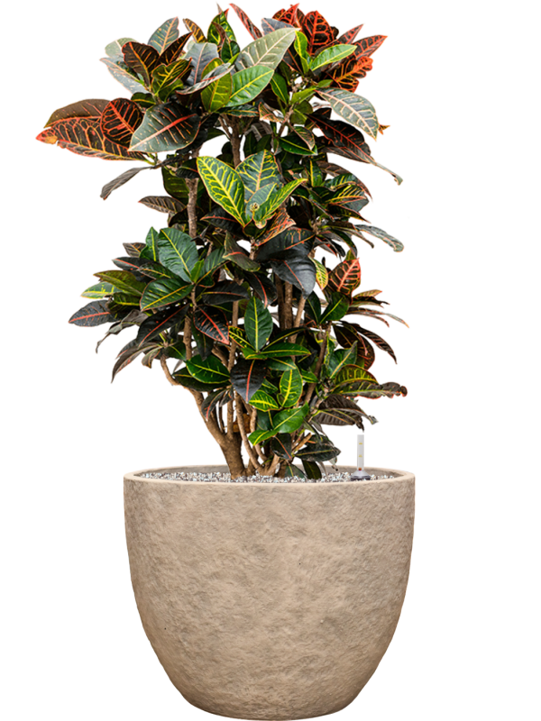 Croton (Codiaeum) variegatum 'Petra' en Coast Mountains, Private label