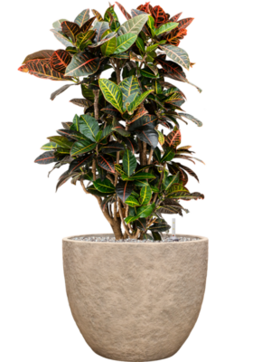 Croton (Codiaeum) variegatum 'Petra' en Coast Mountains