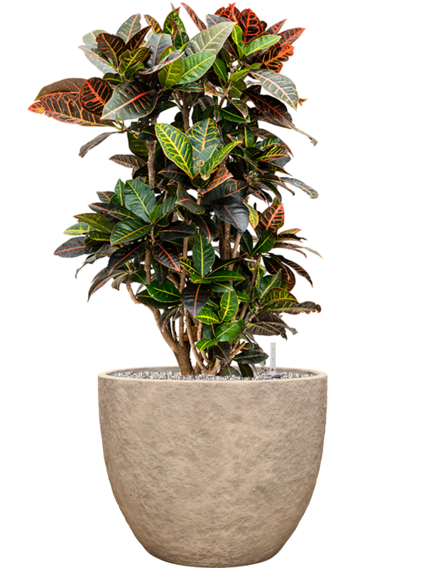 Croton (Codiaeum) variegatum 'Petra' en Coast Mountains, Private label