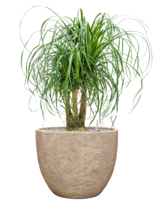 Beaucarnea recurvata en Coast Mountains