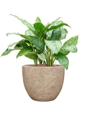 Aglaonema 'Chantal' en Coast Mountains