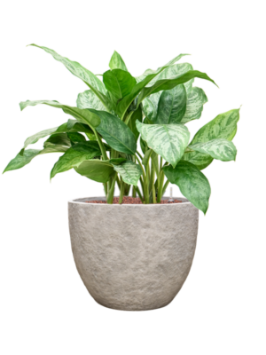Aglaonema 'Chantal' en Coast Mountains