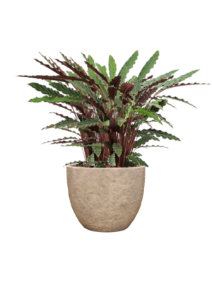 Calathea rufibarba 'Wavestar' en Coast Mountains