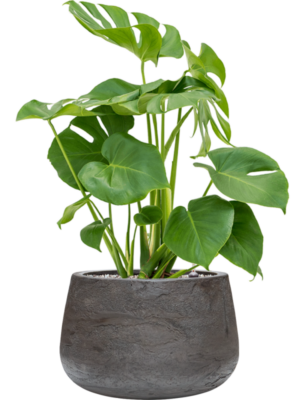 Monstera deliciosa en Baq Algar