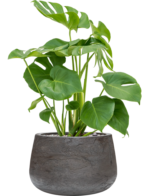 Monstera deliciosa en Baq Algar