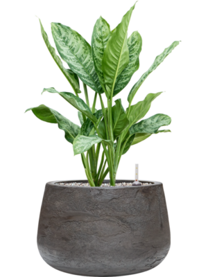 Aglaonema 'Chantal' en Baq Algar