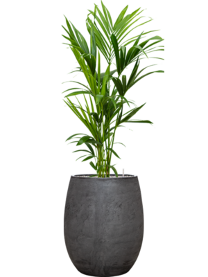 Kentia (Howea) forsteriana en Baq Algar