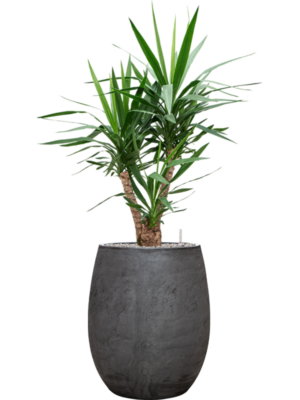 Yucca elephantipes en Baq Algar