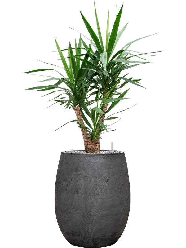 Yucca elephantipes en Baq Algar
