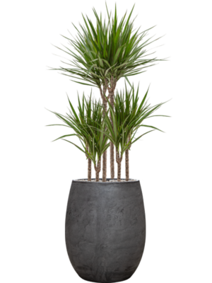 Dracaena marginata en Baq Algar