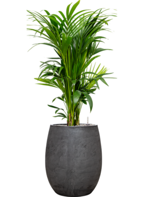 Kentia (Howea) forsteriana en Baq Algar