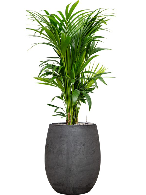 Kentia (Howea) forsteriana en Baq Algar