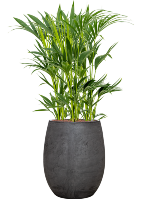 Kentia (Howea) forsteriana en Baq Algar