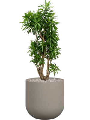 Pleomele reflexa 'Song of Jamaica' en Rotunda Urban