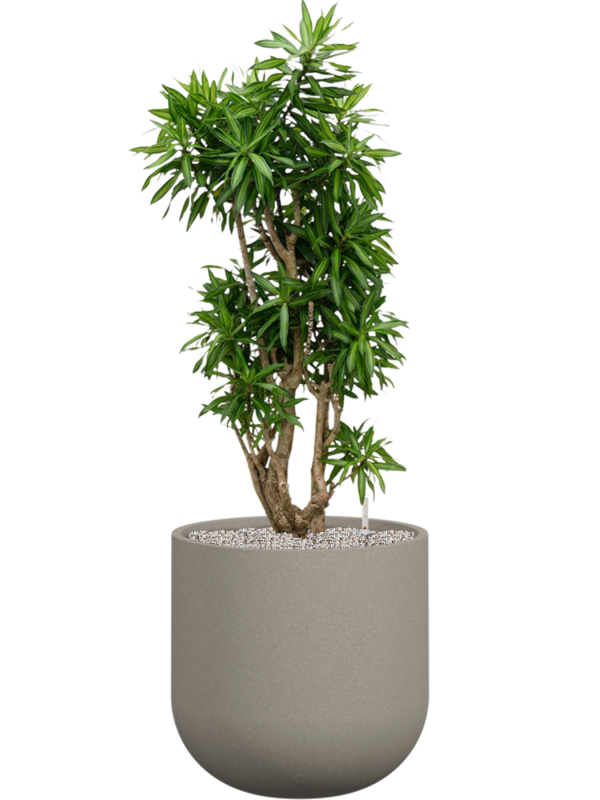 Pleomele reflexa 'Song of Jamaica' en Rotunda Urban, Tau