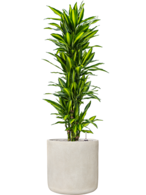 Dracaena fragrans 'Cintho' en Antwerp