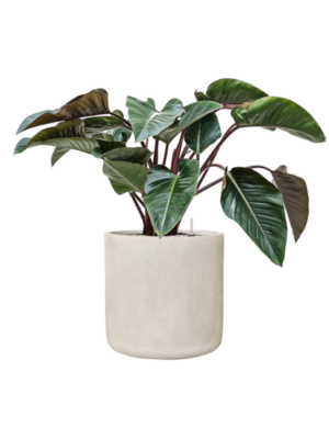 Philodendron 'Red Beauty' en Antwerp