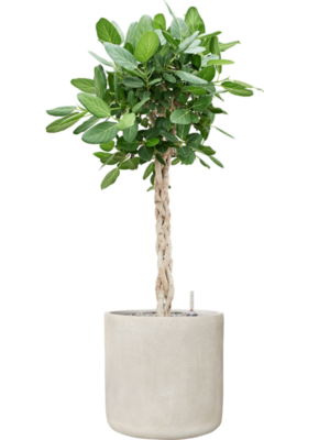 Ficus benghalensis 'Audrey' en Antwerp